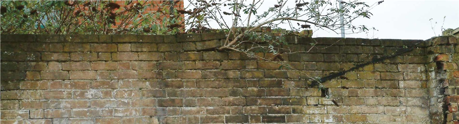 Buddleia - help and information - PCA
